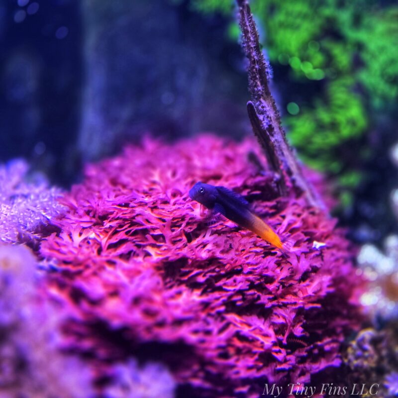 Pom Pom Gracilaria - Macroalgae 2-3"