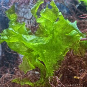 Green Ulva - Macroalgae 2-3"
