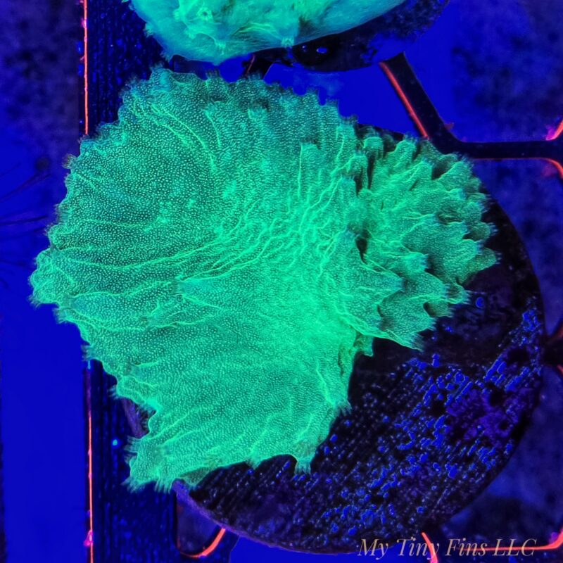 Indo Neon Green Cabbage Leather Coral Frag