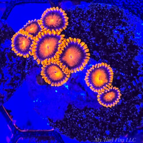 WYSIWYG - Bam Bam Zoanthids 6-8 Polyps