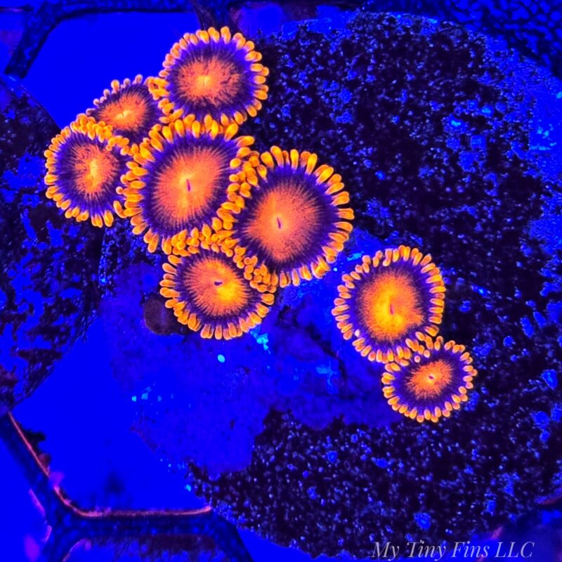 WYSIWYG - Bam Bam Zoanthids 6-8 Polyps