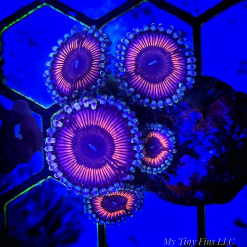 WYSIWYG - Armor Of Gods Zoanthids 5-6 Polyps