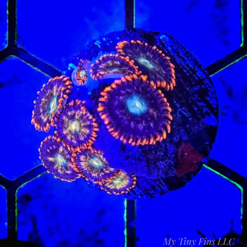 Ultra Zoanthid Mix Frag – WYSIWYG Soft Coral