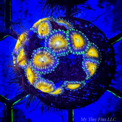 Assorted Ultra Zoanthid Frag – WYSIWYG Soft Coral