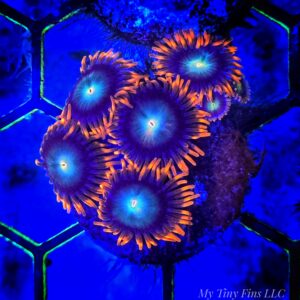 Orange Skirt Zoanthid Frag – WYSIWYG Soft Coral