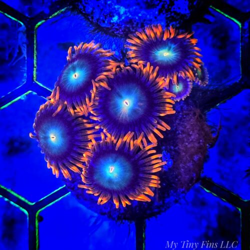 Orange Skirt Zoanthid Frag – WYSIWYG Soft Coral