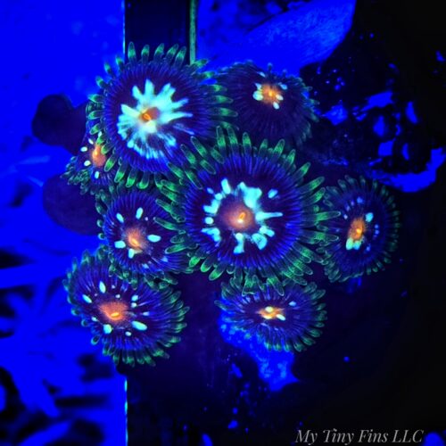 Daisy Cutter Zoanthids - WYSIWYG