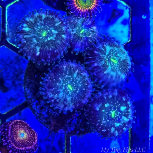WYSIWYG - Green Carribean Zoanthids