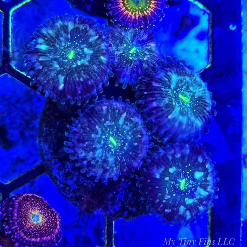 1000180644 WYSIWYG - Green Carribean Zoanthids