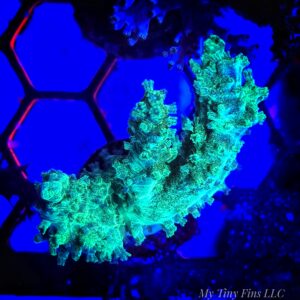 1000180719 Neon Green Finger Leather Coral Frag
