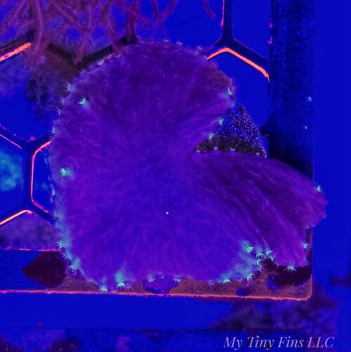 Purple Cabbage Leather Coral Frag