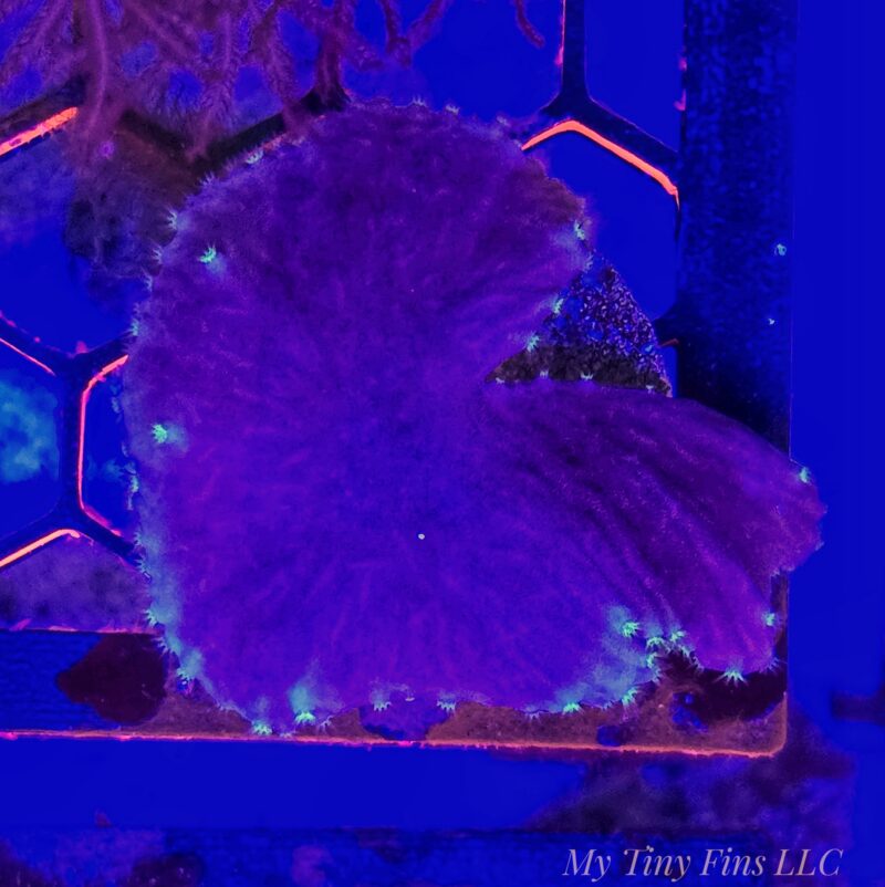 1000180721 Purple Cabbage Leather Coral Frag