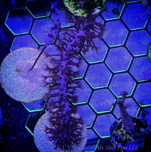 Purple Candalabra - Photosynthetic Gorgonian