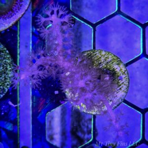 Purple Sea Whip Gorgonian - Photosynthetic