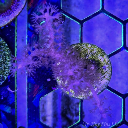 Purple Sea Whip Gorgonian - Photosynthetic