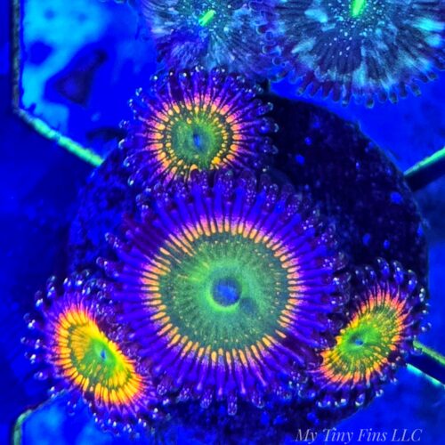WYSIWYG - Sunny D Zoanthids