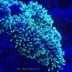 1000181424 Large Neon Green Hairy Mushroom Soft Coral