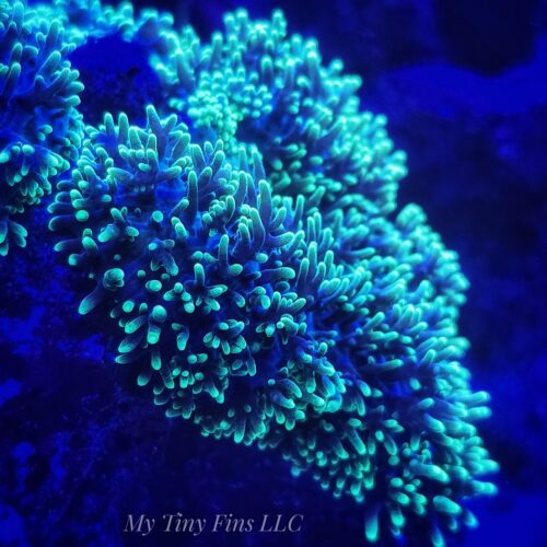 Large Neon Green Hairy Mushroom Soft Coral