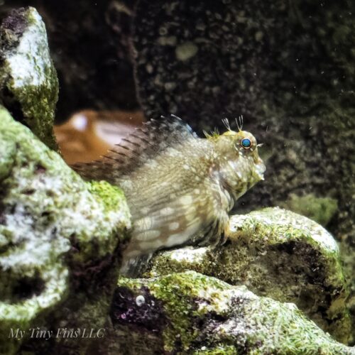 Lawnmower Blenny - Algae Eaters!