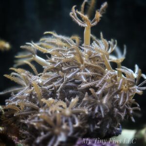Waving Hand Anthelia – Fast-Growing Soft Coral