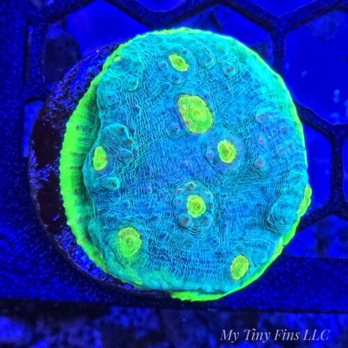 Alien Eye Chalice – WYSIWYG LPS Coral Frag