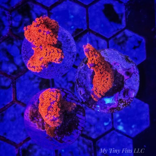 Red Montipora Digitata – Easy, Fast-Growing SPS