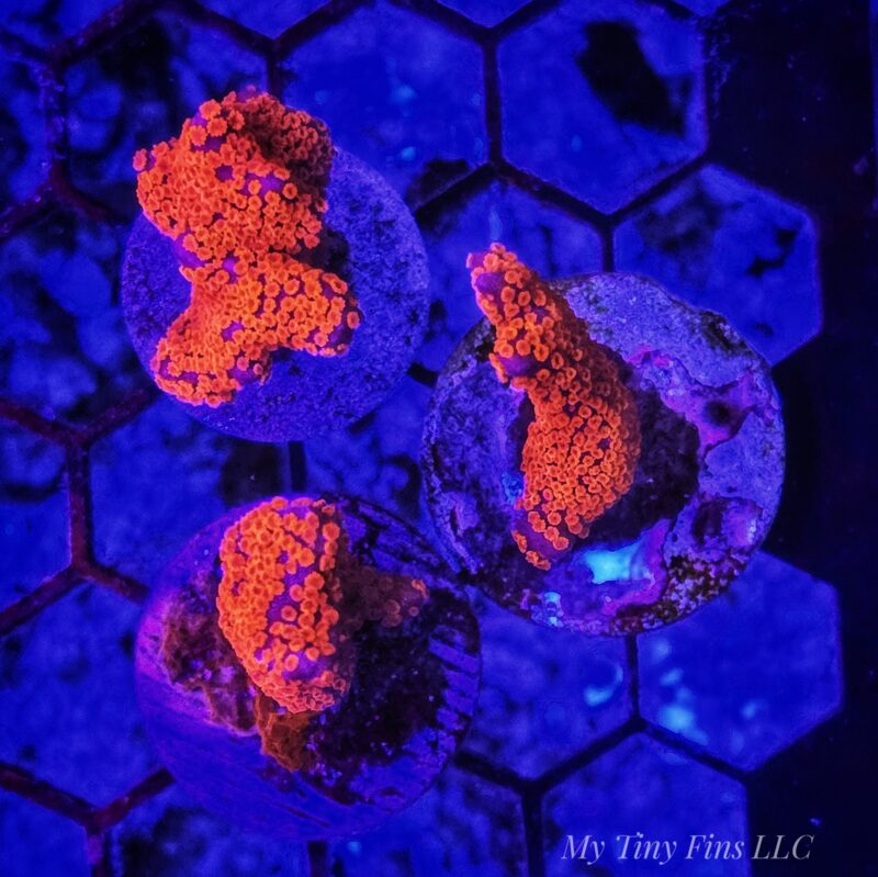 Red Montipora Digitata – Easy, Fast-Growing SPS