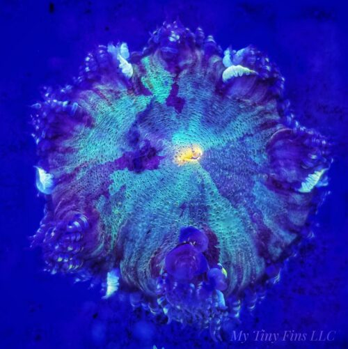 Ultra Rock Flower Anemone (Phymanthus crucifer) – WYSIWYG