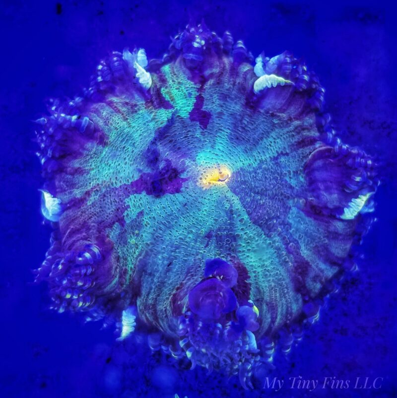 Ultra Rock Flower Anemone (Phymanthus crucifer) – WYSIWYG