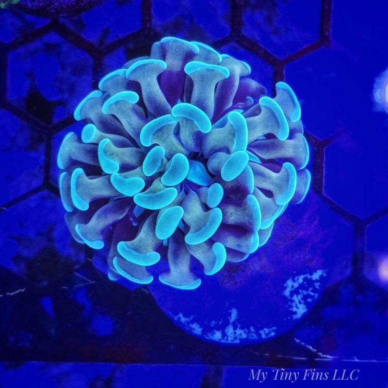 Gold/Green Branching Hammer – LPS Coral Frag