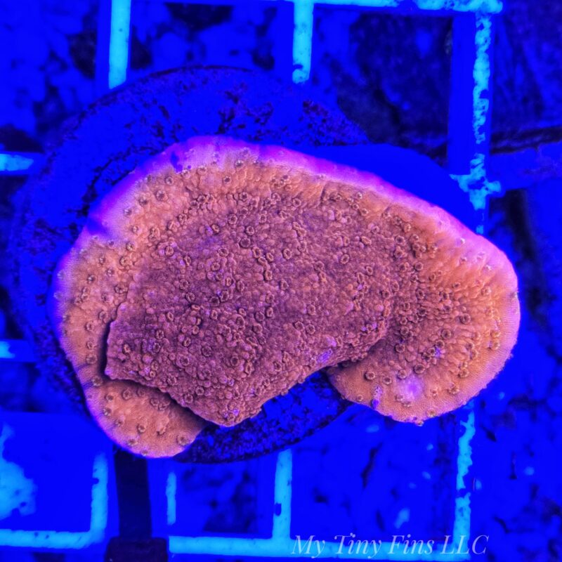 Red Montipora Cap - WYSIWYG