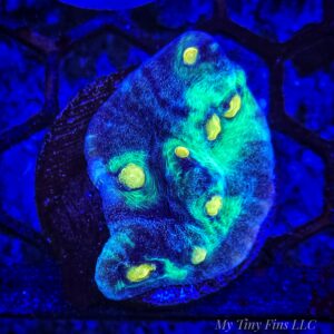 1000184268 Raja Rampage – WYSIWYG LPS Coral Frag (Colorful)