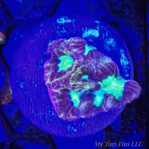 Favia - WYSIWYG