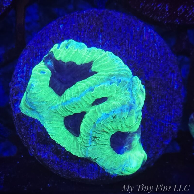 Joker Maze Brain Coral - WYSIWYG