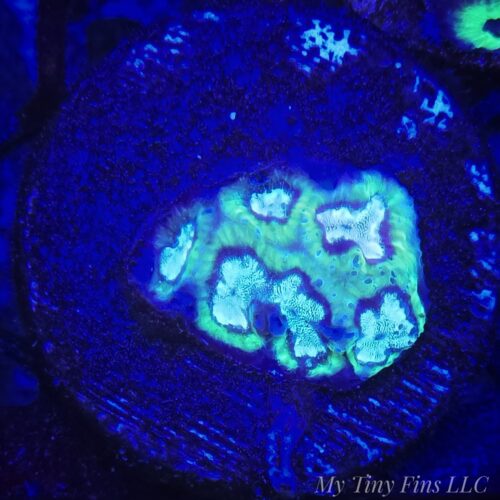 Blue Goniastrea - WYSIWYG
