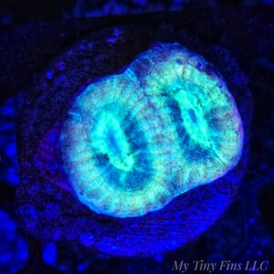 Blue Prism Favia - WYSIWYG