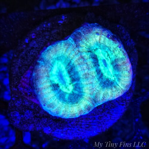 Blue Prism Favia - WYSIWYG