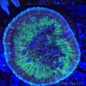 1000184275 Limelight Chalice Coral (Echinophyllia sp.) – WYSIWYG