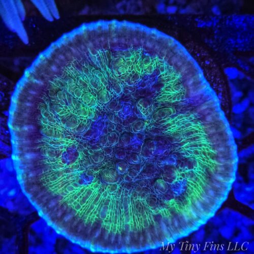 1000184275 Limelight Chalice Coral (Echinophyllia sp.) – WYSIWYG