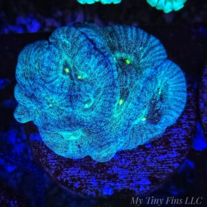 Blue Favites - WYSIWYG