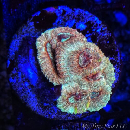 1000184281 Hi-C Favia – LPS Coral Frag (Rare Bright Orange & Yellow)