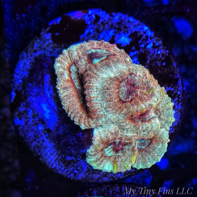 1000184281 Hi-C Favia – LPS Coral Frag (Rare Bright Orange & Yellow)