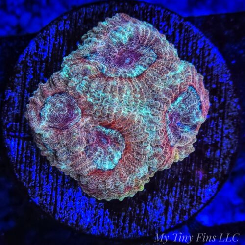 Hi-C Favia – WYSIWYG LPS Coral Frag (Rare Bright Orange & Yellow)