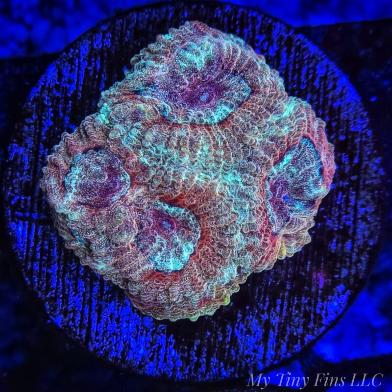 Hi-C Favia – WYSIWYG LPS Coral Frag (Rare Bright Orange & Yellow)