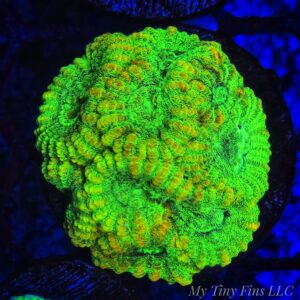 Neon Favia - WYSIWYG