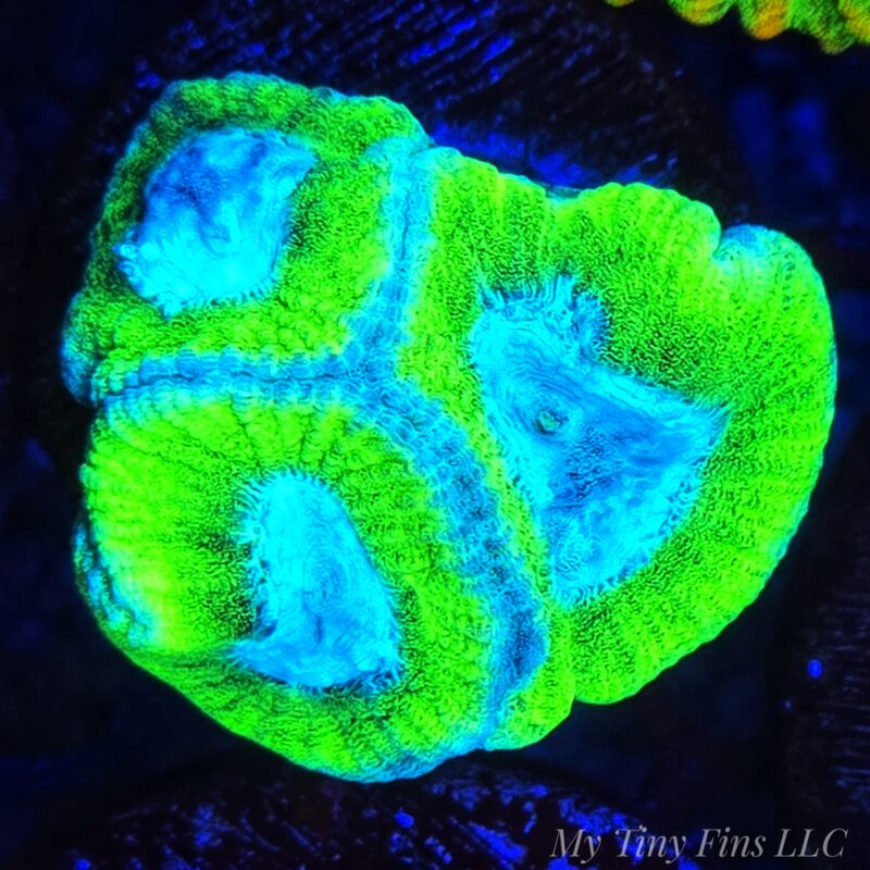 1000184284 Teal Favites – WYSIWYG LPS Coral Frag