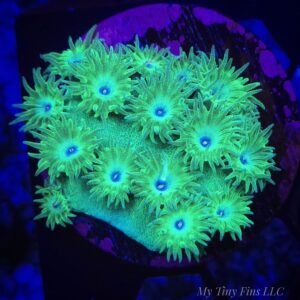 1000184289 Turbinaria Scroll Coral – WYSIWYG