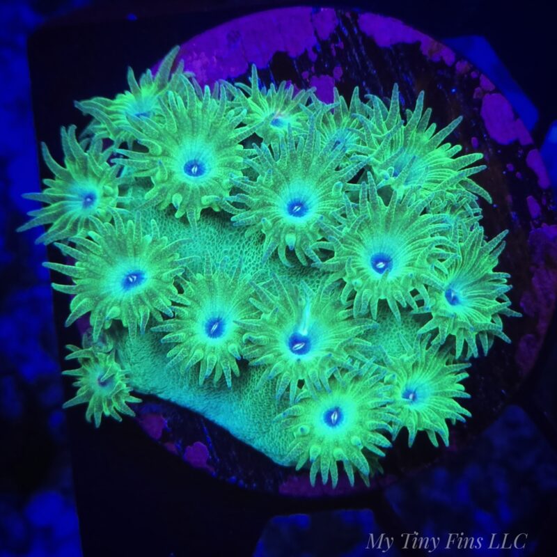 1000184289 Turbinaria Scroll Coral – WYSIWYG