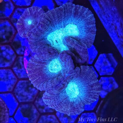Oulophyllia - WYSIWYG