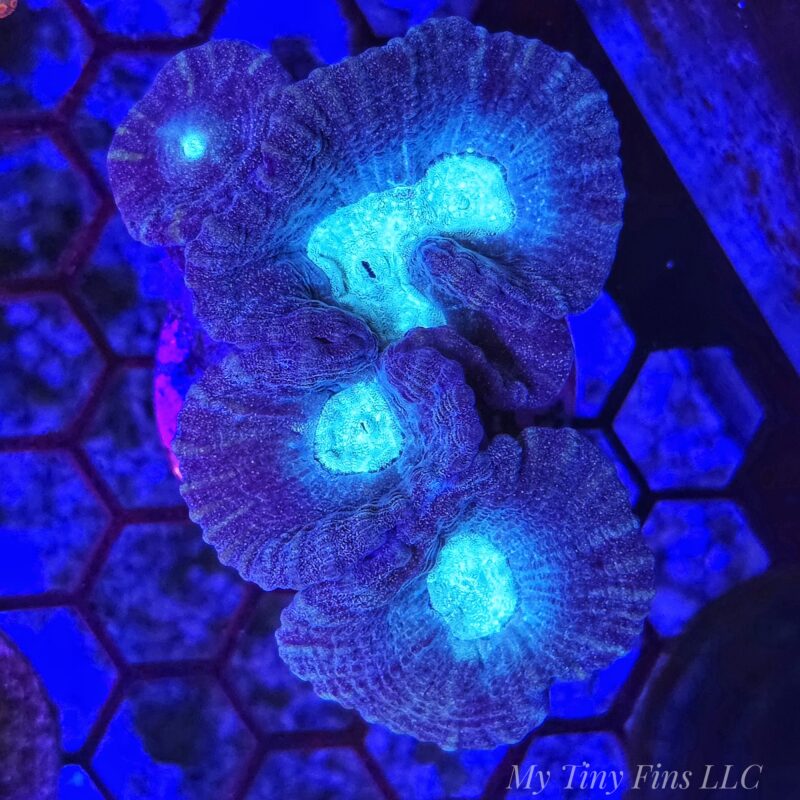 Oulophyllia - WYSIWYG